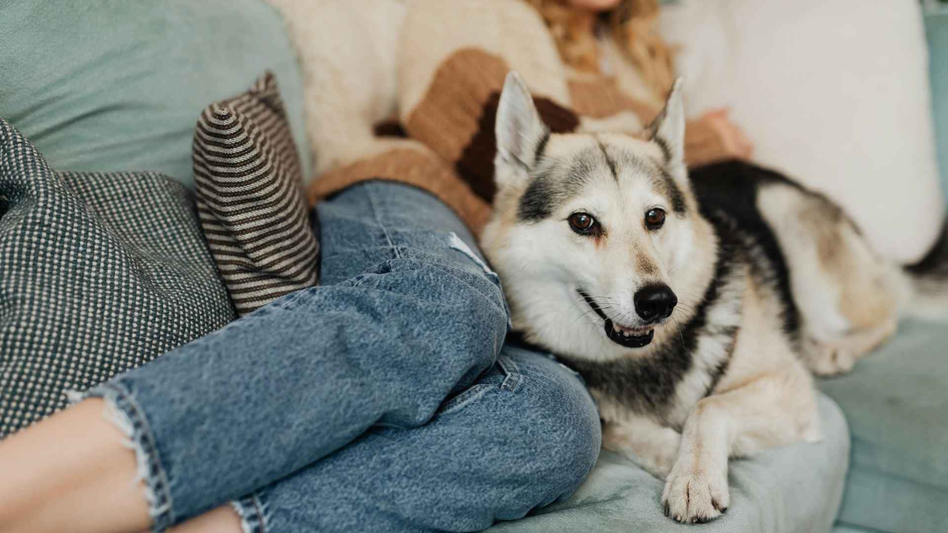 perro tumbado junto a mujer